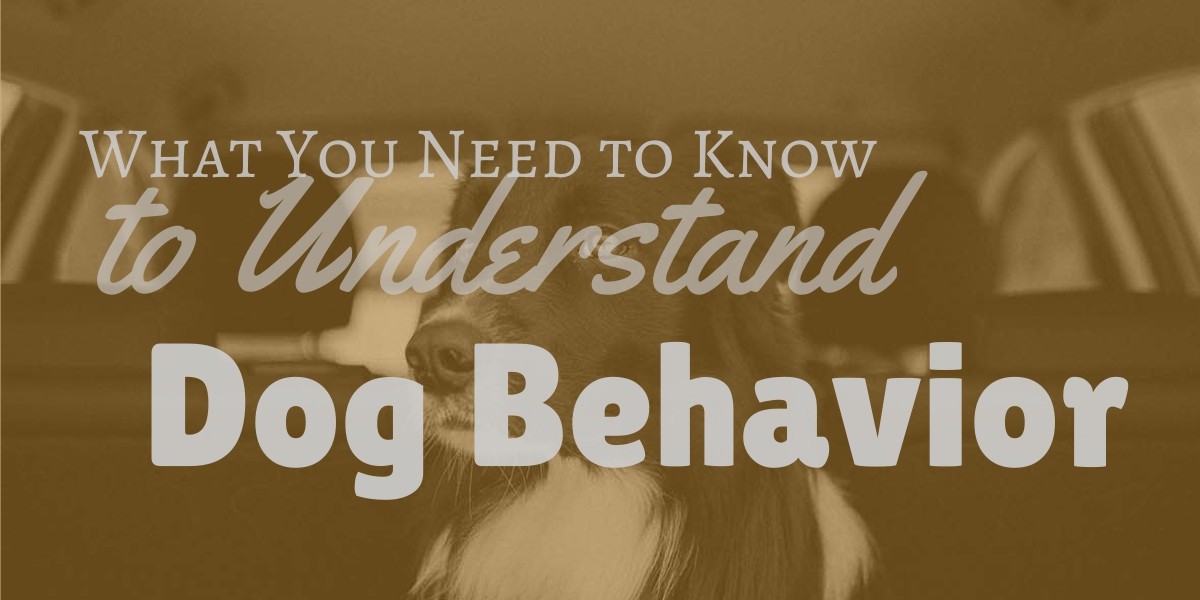 What You Need to Know to Understand Dog Behavior